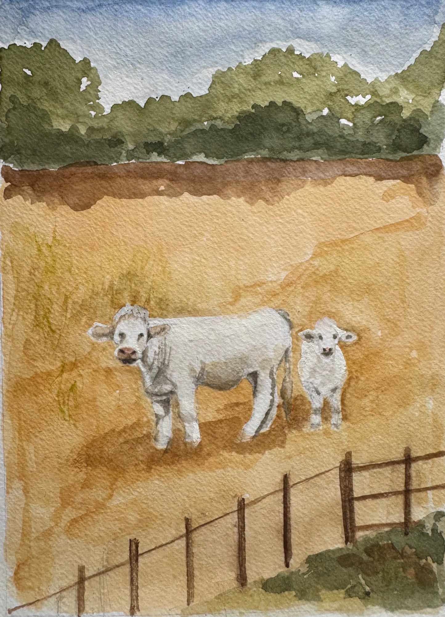 Charolais Cows