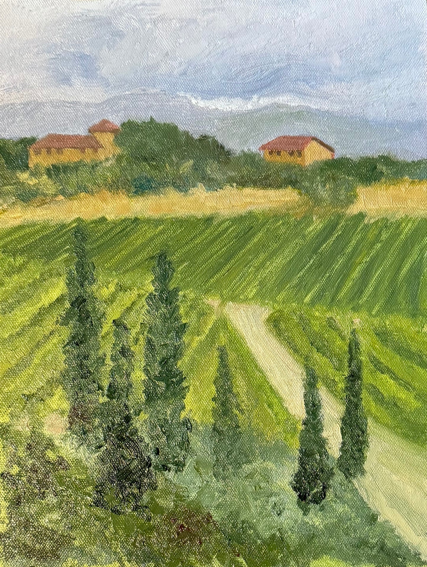 Vineyard Across the Road